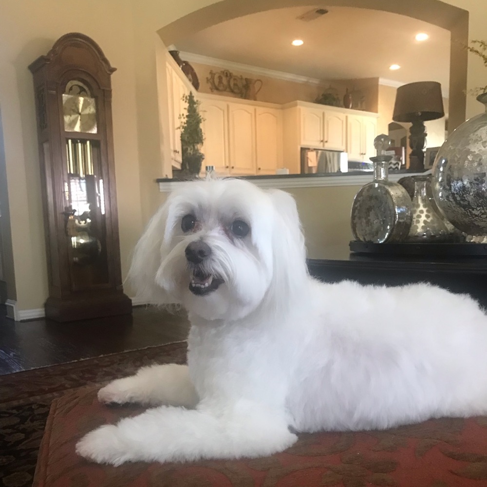 Meet your Posher, Janet